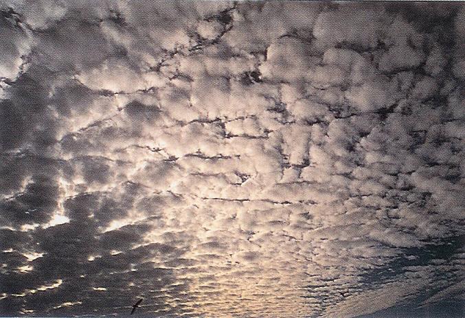 Sun Pillar Cloud, Virga Clouds, Cirrocumulus Clouds 2, Parhelic Circle Cloud, Cumulonimbusincus with Mamma, Clouds Cirrocumulus, Cumulus Clouds 3, Cumulonimbus Cloud Massive, Altocumulus Clouds 3, Winter Time Shower Clouds, Clouds Nimbostratus, Clouds, Stratus Clouds 2, Nacreous Clouds 2, Gust Front, Cirrus Clouds 2, Pileus Clouds, Fogbow Cloud, Nimbostratus Clouds, Precipitatio Clouds, Lightening Stroke Across Thunderclouds, Cumulus Clouds, Cumulonimbus Clouds Decaying, Jetstream Clouds, Clouds Stratocumulus, Altostratus Clouds 2, Massive Cumuliform Clouds, Cirrocumulus Clouds, Halo Cloud 2, Altocumulusradiatus Clouds, Jetstream Clouds 2, Clouds Cirrus, Altocumulus Clouds, Altostratus Clouds, Cirriform Clouds, Clouds Cirrostratus, Mamma Cloud, Clouds Stratus, Cloud to Ground Lightening Stroke, Altocumulusstratiformis Clouds, Clouds Altostratus, Trail Clouds 2, CumuloNimbus Clouds, Altocumulus Clouds 2, Clouds on Earth, Stratocumulus Clouds2, Banner Cloud, Subsun Cloud, Clouds Altocumulus, Cumulus Clouds 2, Layer of Cirrostratus Clouds, Stratocumulus Clouds, Fallstreak Cloud, Tuba Cloud, Cirrus Cloud Shadows on Neptune, Cirrus Cloud, Cloud Street, Wave Clouds, Arcus Cloud, Incus Clouds, Mamma Cloud 2, Nacreous Clouds, Altocumulus Clouds 4, Stratus Clouds, Altocumulusperlucidus Clouds, Wave Clouds 2, Cirrostratus Clouds 2, Sub Star, Clouds Shadow, Cirrostratus Clouds, Cumulonimbus and Nimbostratus Clouds, Clouds Cumulus, Trail Clouds, Tuba Watersprout Cloud, Multilevel Clouds, Altocumulusundulatus Cloud, Cumulonimus well developed, Watersprout Cloud, 