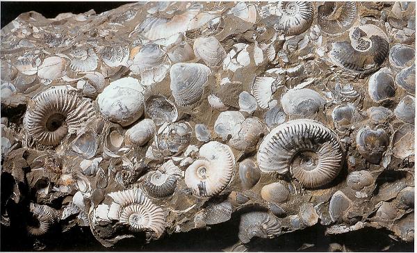 Geologist on Moon, Ice Flow on Europa, Planel Pluto, Earth and Jupiter, Hollow center of Galaxy NGC 7052, Jupiters Moon Europas Icy Plains, Death of King Arthur, Mars Probe Mariner 9, M33 Constellation, Cumulus Clouds, Cumulonimbus Cloud Massive, Andromeda Galaxy, Comets Impact Sites on Jupiter, Solar System in Universe, Apollo 15 on Moon, Earth Magnetic Field, Halleys Last Round of Earth, Planet Uranus, Red Spider Nebula, Galaxy M101, Galactic Merger Computer Model 2, Mariner10, Solar Gas Eruptions, Planets Orbits Diagram, Planet Neptune 2, Orion Nebula, Planet Saturn, Continents Lights from Space 1, Charon Moon of Pluto, Karl Gauss Astronomer, Glacial Remains Greenland, Hale Bopp Comet, Enceladus Moon of Saturn, Moons of the Jupiter, Galaxy NGC1365 2, Mars photographed 2 by Pathfinder, Saturns Rings, Galaxy NGC 1512, Space Photo, Galactic Merger, Comet in Night Sky, Lightening Stroke Across Thunderclouds, Mars View, Mock Moon, Stratocumulus Clouds2, Disc of the Sun, Quasar PG 0052, Comet Swift Turtle 1992, IRAS and another Kuiper Belt, Supernova, Eye of Jupiter, Earth and Mars, Galaxy NGC 4603, Supenova remains, Comet Linear 2, Galactic Jet Stream, Comet Linear 3, Gust Front, Galaxy NGC4414, 2 ton Asteroid Magnified view, Aurora of Sun, Stratus Clouds, Hydra Constellation, Profile of a Galaxy, Iridescence 2, Granite Rock under Microscope, Eros, Quasar 3C 273, Cloud to Ground Lightening Stroke, Cumulonimbus and Nimbostratus Clouds, Tomographic Maps 250km, Jupiters Moon and Earth, Kitt Peak Arizona USA, Saturn Moon Lapeteus, Galaxy M87, Tomographic Maps 50km, Core of Halleys Comet, Sun Spot Prominence 1, Rings of Saturn, Lauterbrunnen Valley Switzerland, Mars Topographic Maps 3, Earth Rise on Moon, Colliding Galaxies 2, Sun path in Night Sky, Hydra Constellation, Cannibal Galaxy 1, Cannibal Galaxy 1, 15 Century Astronomy, Volcanic eruption on Io Jupiters Moon, Asteroid Cluster, Multilevel Clouds, Blob Nebula, Star Cluster NGC2264, Formation of Planet Earth and its 4 billions years old life., Saturn Moon Dione, Volcanic Pollution 2, Galaxy Cluster 1, Ida, Solar Flares Seismic Wave, Meteorite, Heliosphere around the sun, Tibet Plateau High Desert, Orion Nebula, Surface of Venus Magellan, Mars photographed by Pathfinder, Nucleus of Comet, Bode, Ancient Maya Temple, Altocumulusradiatus Clouds, Medieval Painting of Comet, Lava Flow on Venus, Cirrus Clouds 2, Active Volcano Andes Bolivia, Layer of Cirrostratus Clouds, Earth and Mercury, Appollo 12 on Moon, Continents Through Time b, Veil Nebula, Hubble Image of Nebula 1, Iridescence 3, Zanskar High Himalayas, Nasa Saturn Explorer Cassini, Mercury Surface, Galactic Merger Computer Model 3, Clouds on Mars, Prehistoric Meteorite in Namibia, Comet Linear 1, Columbia Space Shuttle Launch 2002, Galactic Merger Computer Model 4, Dione Moon of Saturn, Stratus Clouds 2, Clouds Stratocumulus, Cirrus Cloud Shadows on Neptune, Shoemaker Levy 9 Breaking up, Olympas Mans Mars Volcano, Fossils, Lunar Eclipse 2, Horsehead Nebula, Mars Topographic Maps 2, Astronomers, Titan Moon of Saturn, Andromeda Galaxy, Nacreous Clouds, Quasar PG 0052 2, The Moon, Galaxy Cluster Abell 2218, Tuba Watersprout Cloud, Volcanic Rocks Barberton, Tethys Moon of Saturn, Clouds Altostratus, Galaxy M82, Earth and Uranus, Meteorite from Mars, Global Mars, Colliding Galaxies, Fossils of once living creatures in rocks, Galaxy Cluster Abell 2218, Space Shuttle Atlantis, Mars Photographed by Viking Orbiter, Hollow center of Galaxy NGC 7052, Our Earth, Africa Seen from Space, Mars Rift Valley, Leonid Meteor Shower, Galactic Merger Computer Model 4, Galaxy Cluster 4, Picture of Mars Surface, Martian Meteorite, Landscape of Venus, Clouds Nimbostratus, Sun Spots, Wairarapa Fault New Zealand, Galactic Merger, Hot spots and plume tracks, Asteroid burns, Hubble Space Telescope image of Uranus, Solar Flare, Cone Nebula, Solar Gas Eruptions, Barberton Greenstone Belt Africa, Iguazu Falls Parguay, Colliding Galaxies 2, Parhelic Circle Cloud, Asteroid Icarus orbits around sun, Arizona Crator by Meteorite Strike, Ganymede Moon of Jupiter, Cratered Mercury, Galaxy M82, Astronuat Apollo 11 on Moon, Supernova in making, Galaxy NGC 1512, Mars Global Surveyor, Cannibal Galaxy 2, Rainbow, Banner Cloud, Virga Clouds, Galaxy M1300, Model of Uranus, Peak on Venus, Quasar PG 0052 3, Altocumulus Clouds 2, Star Cluster NGC 1850, Starry Sky, Oort Cloud Impression, Solar Flares Seismic Wave, Cratered Mercury 1, Comet Linear Break up 1, Large Craters on Venus, Planet Mercury, Hubble Image of Nebula 2, Hubble Image of Neptune, Voyager 2, Clouds Altocumulus, Venus1, Dinosaur watches Comet, Cracks and Ridges on Europa, Comet Hits on Ganymede, Surface of venus photographed by Venera 13, Asteroid Eros and Earth, Double Rainbow, Continents Lights from Space 2, Early View of Halleys Comet, Southern Stars, Disc of the Sun, Continents Through Time d, Iapetus Moon of Saturn, Galaxy M1300, Cumulonimus well developed, Tuba Cloud, IDA Asteroid, Hubble Space Telescope under repair, Iridescence, Clouds Cirrus, Trifid Nebula, Galactic Merger Computer Model 3, Cannibal Galaxy 2, Hollow center of Galaxy NGC 7052, Trifid Nebula, Galaxy NGC1365 2, Surface of venus 2 photographed by Venera 13, Ozone Hole, Oort Cloud, Earth Terestrial Sphere, Ceres 940 km asteroid, Sun Pillar Cloud, Cannibal Galaxy 1, Galaxy NGC4414, Cartwheel Galaxy, Incus Clouds, Veil Nebula, Continents Through Time a, Galaxy NGC4414, Globular Cluster NGC 6934, Orbits of Mars and Earth, Dome of a Telescope, Watersprout Cloud, Early Depiction of Comets, Mariner 4 View of Mars, Prehistoric Quebec Carter from Space, Callisto moon of Jupiter, Eagle Nebula, Corona of Sun, Voyager Spacecraft, Pistol Nebula, Galaxy Sombrero M104, Early View of Earth, Cartwheel Galaxy, Altocumulus Clouds 4, Galaxy Cluster 1, Mars Probe Viking, Uranium ore autunite, Altostratus Clouds 2, Eagle Nebula Earth View, Rainbow 2, Neptune 2, International Space Station, Helix Nebula, Galaxy NGC 4526, Titans Smog, Continents Through Time c, Alaskan Earthquake town Portage, Planets Orbits and Asteroid Belt, Wave Clouds 2, Life story of a star, Galaxy NGC1365 1, Galaxy M82, Galactic Merger, Continent of Africa Seen from Space, Cratered Moon, Boiling Nebula, Mimas Moon of Saturn, An Asteroid found on Earth, Charles Darwin, Saturn Image by Voyager, Plague by Flies, Rings of the Saturn, Craters on Eros, Precipitatio Clouds, Planets Terrestrial Plates, Model of Chicxulub Crater, Star Cluster 2, Gaspra Asteroid, Mars Pathfinder Landing Site, Halleys Comet from Australia, Rock Formation Watercolour, Corona, Eskimo Nebula, Volcanic Rocks, Galaxy NGC 3314A, Cirrostratus Clouds, Star Cluster 1, Map of the Mars, Wave Clouds, Galaxy Compact Group 87 1, Clouds, Star Formation, Galactic Merger Computer Model 1, Fallstreak Cloud, Cumulus Clouds 2, Trail Clouds, Tycos Star, Halo Cloud, Galaxy NGC1365 1, Size of Sun, Nebula, Tarantula Nebula 2, Trail Clouds 2, Rings of Neptune, Intersteller Gas Clouds, Mamma Cloud 2, Boiling Nebula, Cirrostratus Clouds 2, Galactic Merger Computer Model 1, Rock from Mars, Globular Cluster NGC 6934, Cliff on Miranda, Face on Mars, Galactic Merger Computer Model 1, Stratocumulus Clouds, Space Outer Limits 1, Warp Factor, Eskimo Nebula, Volcano Kilauea Hawaii Lava River, Cloud Street, Volcanoes of Andes from space, Kirkwood Gaps in Asteroid Belt, Viking 2 Lander Image of Mars, Rover on Mars, Lunar Rover Apollo 15, Galaxy ESO 510 13, Altocumulus Clouds, Galaxy NGC2997, Hertzsprung Russel Diagram, Aurora from Space, Model of Neptune, Tibet Plateau High Desert, Triton Moon of Neptune, Corona 2, Galaxy Cluster 2, Surface of Ganymede Jupiters Moon 2, Galaxy Cluster 2, Planet in Space, Venus2, Charles Messier Ferret of Comets, Sun Spot Prominence 2, Cepheid, Mars Moons Asteroids, Dust Devil, Volcanic Regions, Polar Poser Galaxy, Model of Europas Interior, Mars, Planet Neptune, Erruption over Io, Sub Star, Galaxy NGC2997, Cirriform Clouds, Active Volcano Crater, Star Cluster 2, 18 Century Painting of Comet Goddess, Galaxy Cluster 3, Comet Around Sun, Venus, Impact Scar on Callisto, Giotto Space Probe, Cirrus Cloud, Pluto and its moon Charon, Galactic Merger Computer Model 4, Water on Mars, Volcano Kilauea Hawaii, Plank Spacecraft, Himalaya Tibet from Space, Crash Site of Shoemaker Levy Comet, Altocumulus Clouds 3, Earthquake Hit Middleton Island Alaska, Tarantula Nebula 2, Pileus Clouds, Leonid Storm, Omega Centauri Star Cluster, 15 Century Painting of Halleys Comet, Satelite Imaging, Moons of Jupiter, Moons of the Jupiter2, Chiron Comet Asteroid Minor Planet, Colliding Galaxies, Evolution of Planet, Mars Image, Quasar PG 0052, Earth and Moon, Star Cluster NGC2264, Planet Venus Photographed by Pioneer, Clouds Cirrostratus, Galaxy NGC1365 1, Crater Copernicus on Moon, Galaxy M101, Image of the Sun, Whirlpool Galaxy, CumuloNimbus Clouds, Subsun Cloud, Tomographic Maps 750km, Ganymede Jupiters Moon, Cirrocumulus Clouds 2, Early Solar System, Mars Topographic Maps 1, Deep Space, Rainbow 3, Zanskar High Himalayas, Galaxy Compact Group 87 2, Lunar Eclipse, Red Spider Nebula, Mariner 9 view of Mars, Quasar PG 0052 2, Galaxy NGC2997, Nebula, Earth and Venus, Sun Spots 2, Southern Stars, Altocumulusperlucidus Clouds, Planets Orbits, Whirlpool Galaxy, Massive Cumuliform Clouds, Jetstream Clouds 2, Astronomers 2, Galactic Merger, Clouds Stratus, Star Cluster 1, Star Death, Internal Construction of Telescope, Both sides of Moon, Ancient Calender, Nacreous Clouds 2, Mir Space Station, Cumulonimbus Clouds Decaying, Star Birth at Orion Nebula, Quasar PG 0052 3, Tornado Tunnel, The Jupiters Aurora, Solar Eclipse, Mars Odyssey Spacecraft, Tarantula Nebula, Winter Time Shower Clouds, Galactic Merger Computer Model 3, The Crab Nebula, Our Earth Net, Cone Nebula, Horsehead Nebula, Hollow center of Galaxy NGC 7052, Viking Lander Photo of Mars, Echo Sounder Chart, Life on Mars, Earth and Pluto, Galaxy Cluster Abell 2218, Surface of Ganymede Jupiters Moon 3, The Planet Jupiter, Eagle Nebula, Mamma Cloud, Atmosphere of the Jupiter, Space Ready Astronaut, Most known Halleys Comet, Tarantula Nebula, Europa Moon of Jupiter, Appollo 12 on Moon, Solar Flare, Altocumulusstratiformis Clouds, Twins 1998 WW31, Lunar Rock, Moon of Mars 1, Cepheid, Galaxy NGC1365 2, Arcus Cloud, The Goddess Venus, Galaxy NGC 1512, Nebula NGC604, Moon of Mars 2, Space Photo, Jupiters Atmosphere, sedimentary rocks on earth, Halo Cloud 2, Mars Express Spacecraft, Mountains of Central Oman, NEAR Spacecraft orbiting Eros Asteroid, Galaxy Compact Group 87 3, Star Cluster NGC3293, Mice Galaxy, Galaxy M83, Dark Street on Mars, Meteor burning thru open lense, Mars Exploration Rovers, Caloris Craterd Mercury, Quasar PG 0052 2, Galaxy Cluster 3, Galaxy M101, Quasar PG 0052 3, Galaxy Sombrero M104, Star Cluster NGC 1850, Solar System in Universe, Bubble of Gas from Sun, Comet breaks up, Helix Nebula, Earth and Saturn, Image of Sun, Surface of Venus, Colliding Galaxies 2, 35 Mile Asteroid Ida, Galaxy M87, Star Formation, M33 Constellation, Cumulus Clouds 3, Space Outer Limits 2, Coastal Alaska, Surface of Ganymede Jupiters Moon, Altostratus Clouds, Earth Seen from Space, Volcano Smoke seen from Space, Crater on Callisto Jupiters Moon, Galaxy M1300, Comet Linear Break up 2, Galactic Merger Computer Model 2, Mercury Basin, Ancient Supernova, Earth Moon, Star Death, Comet, Hale Bopp over Stonehenge, Galactic Merger, Nimbostratus Clouds, Edmond Halley, Mercury photographed by Mariner 10, Galactic Merger, Hubble Space Telescope, Colliding Galaxies, Pistol Nebula, Comet Colour Profile, Jetstream Clouds, A Geologist on Moon, Glacial Remains Greenland, Blob Nebula, Mars 2, Seyfert Galaxies, Star Cluster NGC3293, Galaxy Cluster 4, The Crab Nebula, Earth Terestrial Sphere, Mars Pathfinder, Rock Left by Ice Sheet, Prehistoric Meteorite, Surface of Moon, Io Moon of Jupiter, Man Steps on Moon, Hubble Image of Saturn, Lowell Crater Mars, Altocumulusundulatus Cloud, Hubble Image of Nebula 2, German Painting Depicting Catastrophes, Star Birth at Orion Nebula, Tectonic Plates Motion, Surface of Mercury, Micro Fossils on Mars, Large Binolular Telescope, Cannibal Galaxy 2, Apollo 15 Lunar Module, Crater Copernicus on Moon 2, Hubble Image of Nebula 1, Nebula NGC604, Miranda Moon of Uranus, Titan Moon of Saturn 2, Asteroid Vesta, Phobos Asteroid Captured on Mars, Clouds Shadow, Cartwheel Galaxy, Galaxy M87, Cumulonimbusincus with Mamma, Fogbow Cloud, Clouds Cumulus, Galaxy NGC 3314A, Galactic Jet Stream, Volcanos on Mars, Deep Sea Drilling Rig, Cirrocumulus Clouds, Halleys Comet in 1910, Red Eye of Jupiter, Andromeda Galaxy, Seven Sisters, Sonar Image Costal Oregon, Galactic Merger Computer Model 2, King Cone Mars, Meteored Surface of Mars, Geology of Jupiters Moon Europa, Quasar PG 0052, Earth and Neptune, Forged Iron Stone Meteorite, Eagle Nebula Earth View, Zanskar High Himalayas, Our Planet Earth, North Pole of Mars, Viking 2 Image, Weather on Venus, Oort Cloud of the Sun and Milky Way, Clouds Cirrocumulus, Crater on Mars, Galaxy NGC 4603, Volcanic Pollution 1, Meteor Strike, Halleys Comet Star of Bethlehem, Planet Jupiter, Very Large Telescope Chile, Galactic Merger, Kuiper Belt and Oort Cloud of the Sun, 