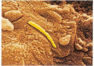 Mars Topographic Maps 1, Mars photographed by Pathfinder, North Pole of Mars, Viking Lander Photo of Mars, Mars Global Surveyor, Meteored Surface of Mars, Dark Street on Mars, Picture of Mars Surface, Mars Photographed by Viking Orbiter, Mars Exploration Rovers, Olympas Mans Mars Volcano, Martian Meteorite, King Cone Mars, Mars photographed 2 by Pathfinder, Mars Probe Mariner 9, Planet Mars, Planet God of War, Mars Image, Clouds on Mars, Mars, Mars Topographic Maps 2, Lowell Crater Mars, Mars Moons Asteroids, Mars Probe Viking, Mariner 4 View of Mars, Mars Express Spacecraft, Mars Rift Valley, Water on Mars, Phobos Asteroid Captured on Mars, Mars Pathfinder, Mariner 9 view of Mars, Moon of Mars 2, Viking 2 Image, Meteorite from Mars, Micro Fossils on Mars, Life on Mars, Mars Pathfinder Landing Site, Mars View, Meteor Strike, Mars Odyssey Spacecraft, Mars 2, Global Mars, Meteorite, Rock from Mars, Map of the Mars, Orbits of Mars and Earth, Crater on Mars, Viking 2 Lander Image of Mars, Face on Mars, Moon of Mars 1, Mars Topographic Maps 3, Rover on Mars, 