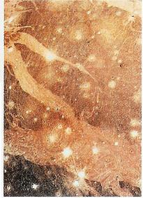 Mars Probe Viking, Mars Photographed by Viking Orbiter, Map of the Mars, Meteored Surface of Mars, Global Mars, Viking 2 Image, King Cone Mars, Crater on Mars, Meteor Strike, Micro Fossils on Mars, Mariner 9 view of Mars, Face on Mars, Rock from Mars, Viking 2 Lander Image of Mars, Water on Mars, Mars Rift Valley, Mars Pathfinder, Picture of Mars Surface, Olympas Mans Mars Volcano, Mars Topographic Maps 3, Mars, Martian Meteorite, Mars Pathfinder Landing Site, Moon of Mars 1, Mars Probe Mariner 9, Rover on Mars, Phobos Asteroid Captured on Mars, Mars 2, Mars View, Viking Lander Photo of Mars, Clouds on Mars, Mars Odyssey Spacecraft, Mars photographed by Pathfinder, Mars Image, Mars Global Surveyor, Orbits of Mars and Earth, North Pole of Mars, Life on Mars, Mars Topographic Maps 2, Dark Street on Mars, Mars Express Spacecraft, Mars Exploration Rovers, Mariner 4 View of Mars, Mars Moons Asteroids, Lowell Crater Mars, Mars photographed 2 by Pathfinder, Meteorite, Meteorite from Mars, Mars Topographic Maps 1, Planet Mars, Planet God of War, Moon of Mars 2, 